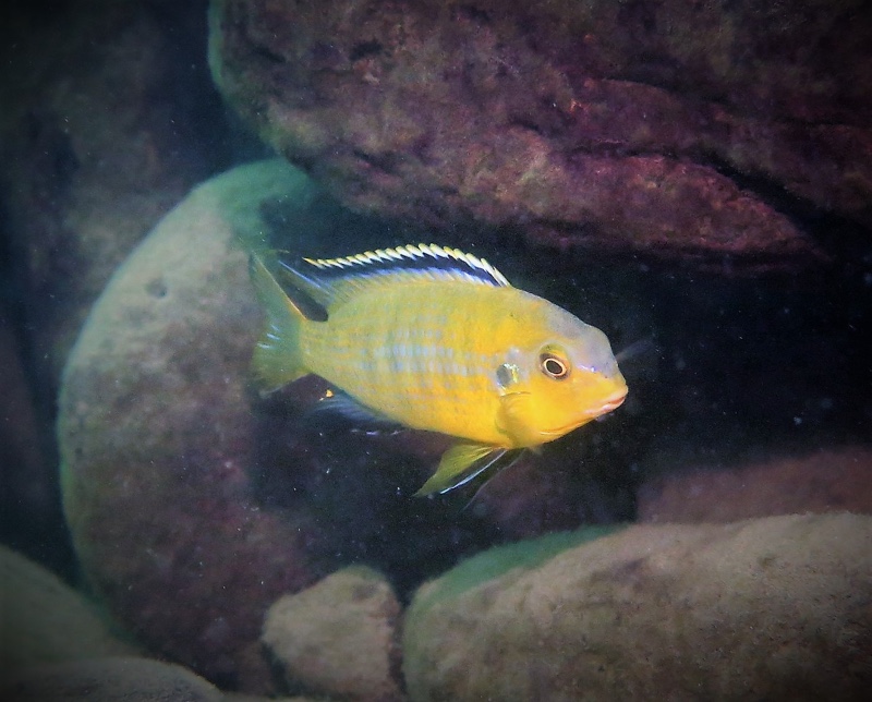Tropheops sp. 'gome yellow' Chiofu